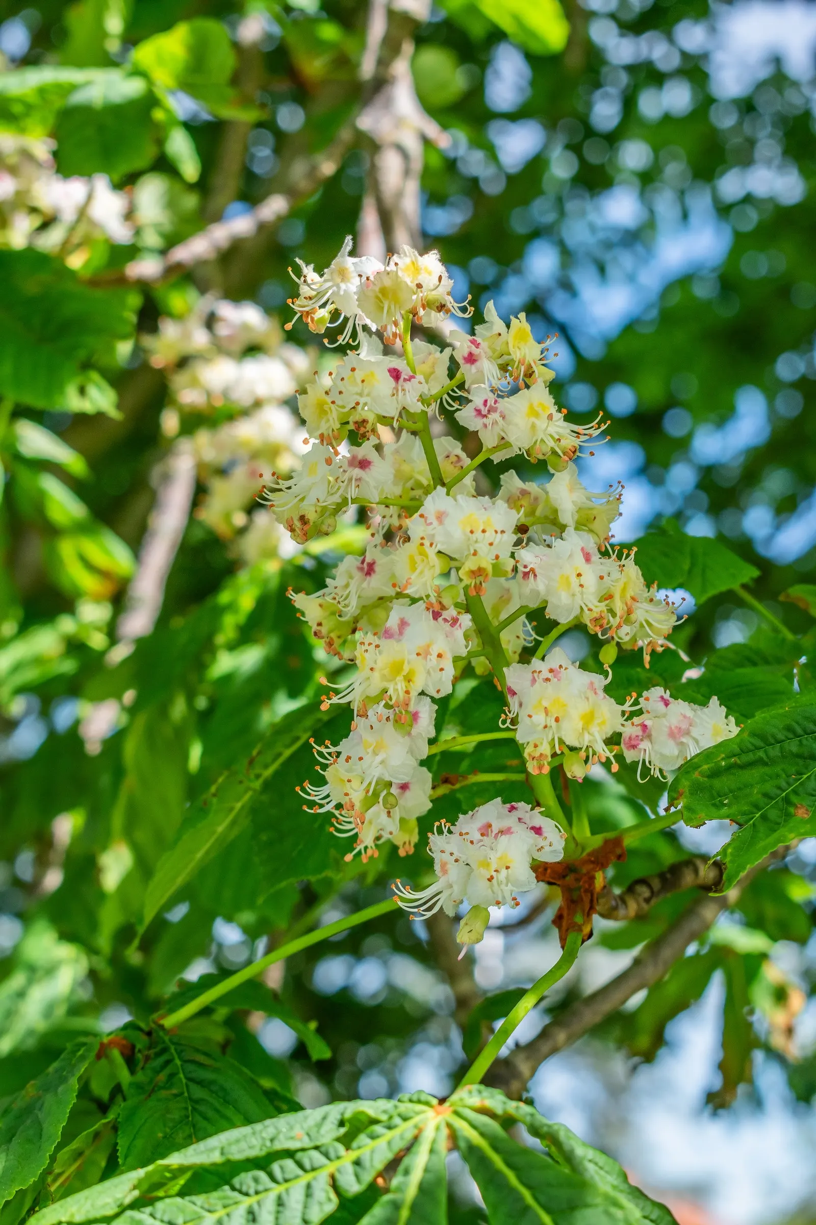 Common Horsechestnut (Aesculus Hippocastanum) — domed crown and robust structure; the Horsechestnut typically reaches heights of 50 to 75 feet with a spread of