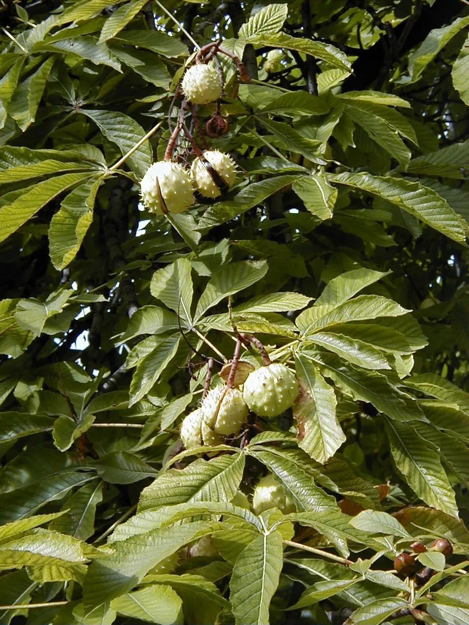 Common Horsechestnut (Aesculus Hippocastanum) — comprising 5 to 7 leaflets; tree with white blooms, image 78
