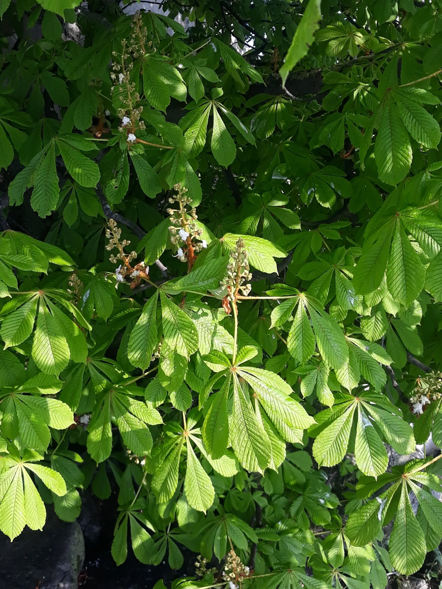 Common Horsechestnut (Aesculus Hippocastanum) — Originating from the Balkan Peninsula