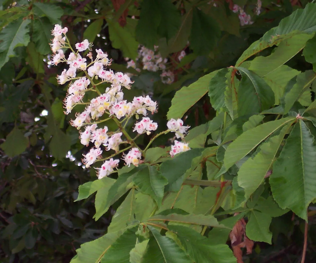 Common Horsechestnut (Aesculus Hippocastanum) — Notable for its brown, spiky capsules containing shiny, inedible seeds called conkers; commonly, image 70