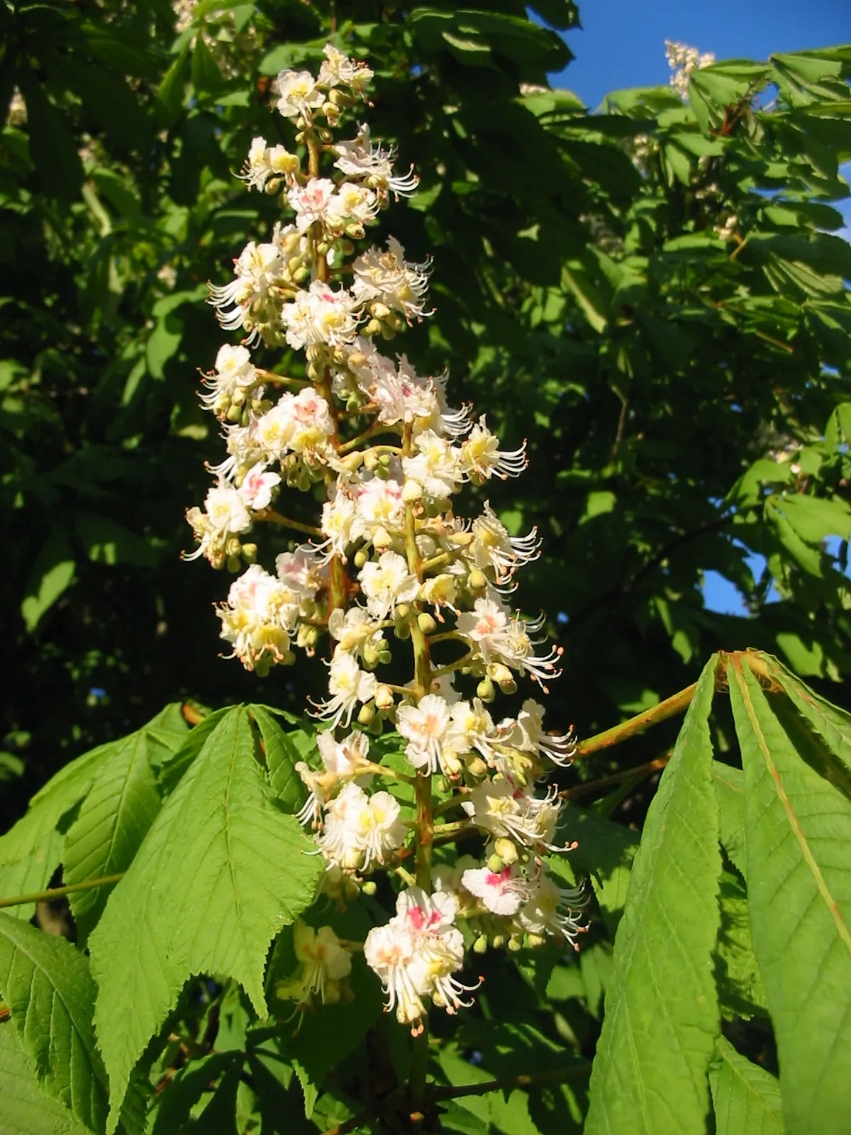 Common Horsechestnut (Aesculus Hippocastanum) — making it a viable option for city landscapes; that range from white to pink