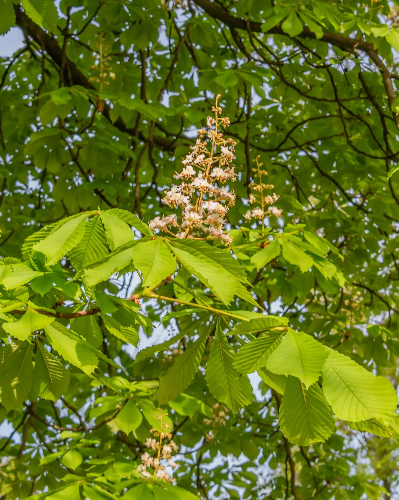 Common Horsechestnut (Aesculus Hippocastanum) — upright panicles of flowers; when planting, ensure sufficient space to accommodate its expansive root system