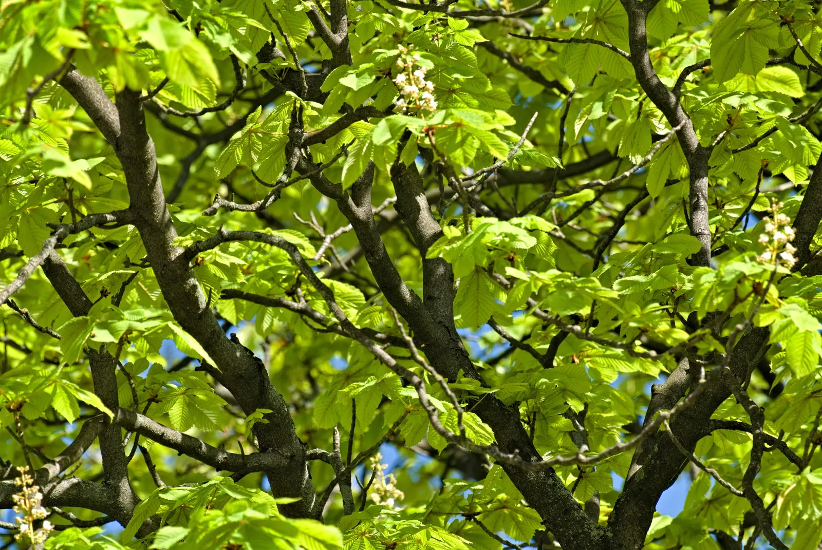 Common Horsechestnut (Aesculus Hippocastanum) — tree for full; its formidable size and showy characteristics make it a compelling choice for grand avenues