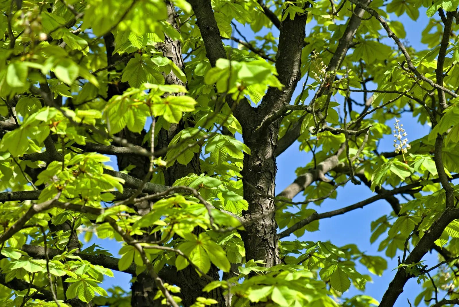 Common Horsechestnut (Aesculus Hippocastanum) — Spring heralds the arrival of its most striking feature: showy; adorned with a conspicuous splash of yellow or
