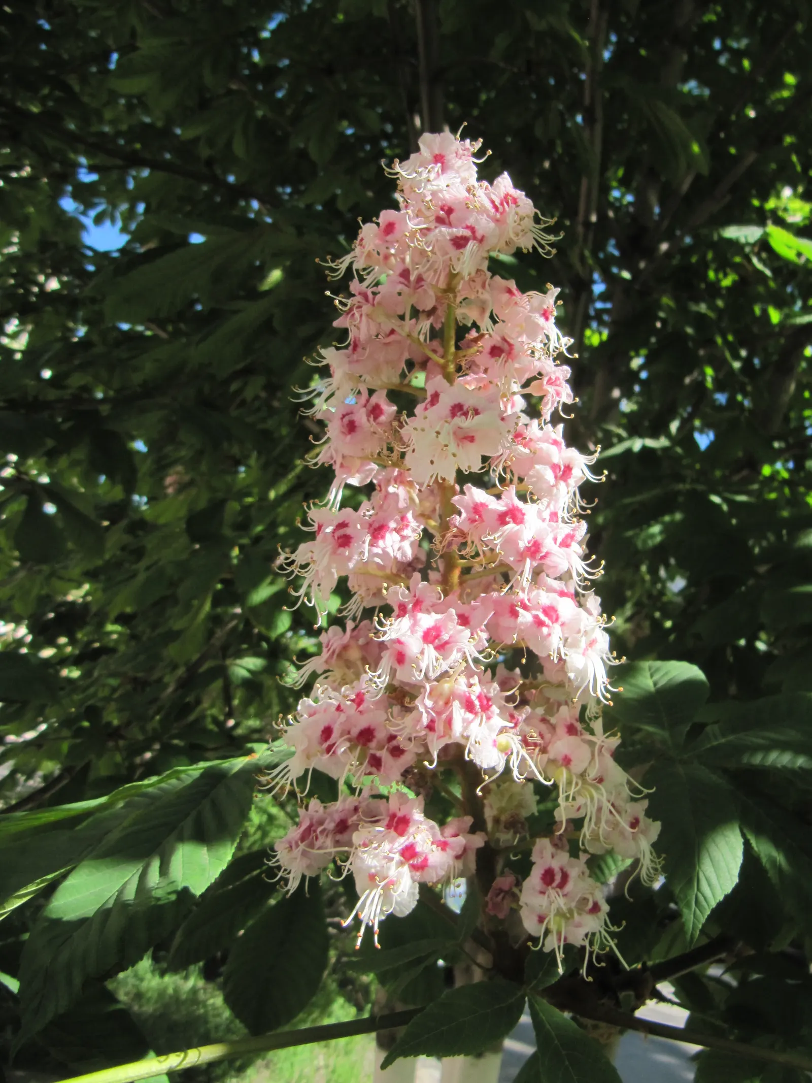 Common Horsechestnut (Aesculus Hippocastanum) — its formidable size and showy characteristics make it a compelling choice for grand avenues