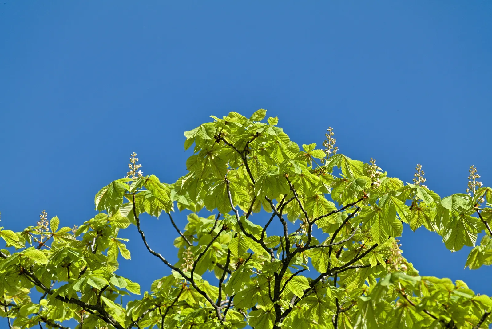 Common Horsechestnut (Aesculus Hippocastanum) — all parts of the tree are toxic if ingested; however; is a stately deciduous tree