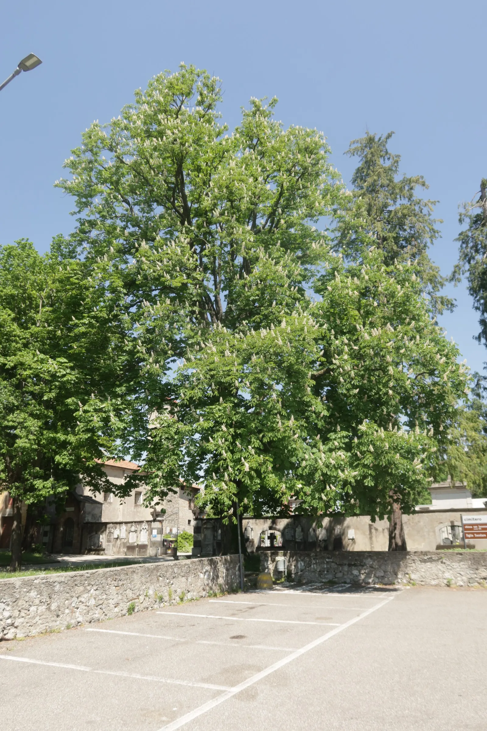 Common Horsechestnut (Aesculus Hippocastanum) — The Horsechestnut typically reaches heights of 50 to 75 feet with a spread of 40 to 70 feet; this, image 75