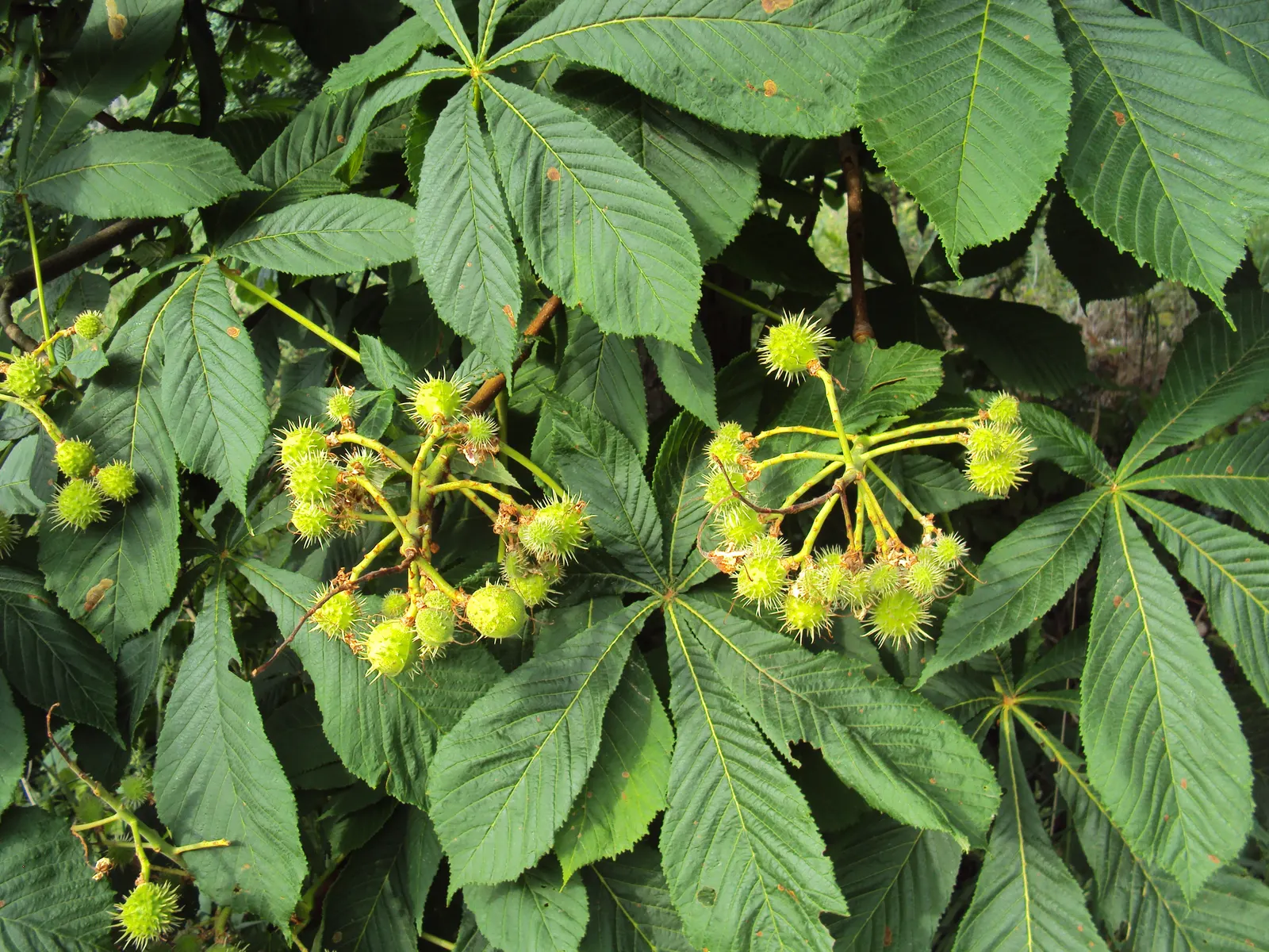 Common Horsechestnut (Aesculus Hippocastanum) — Thrives in zones 3-8 and prefers well-drained soils; tree for full