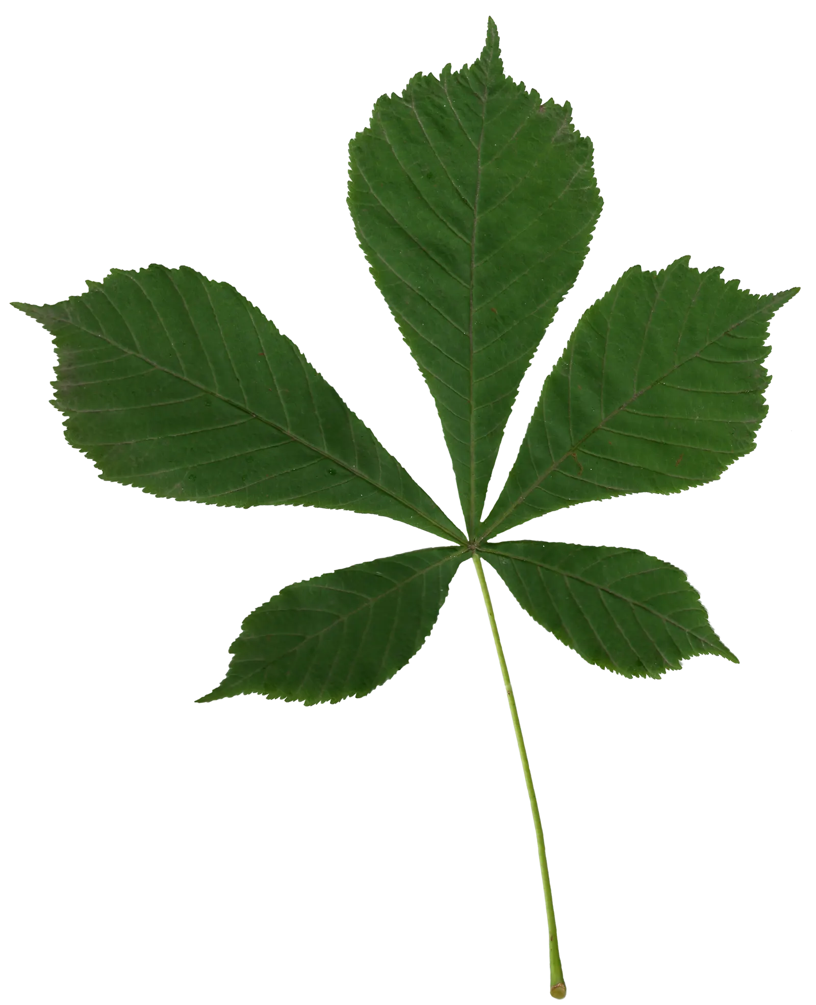 Common Horsechestnut (Aesculus Hippocastanum) — Thrives in zones 3-8 and prefers well-drained soils