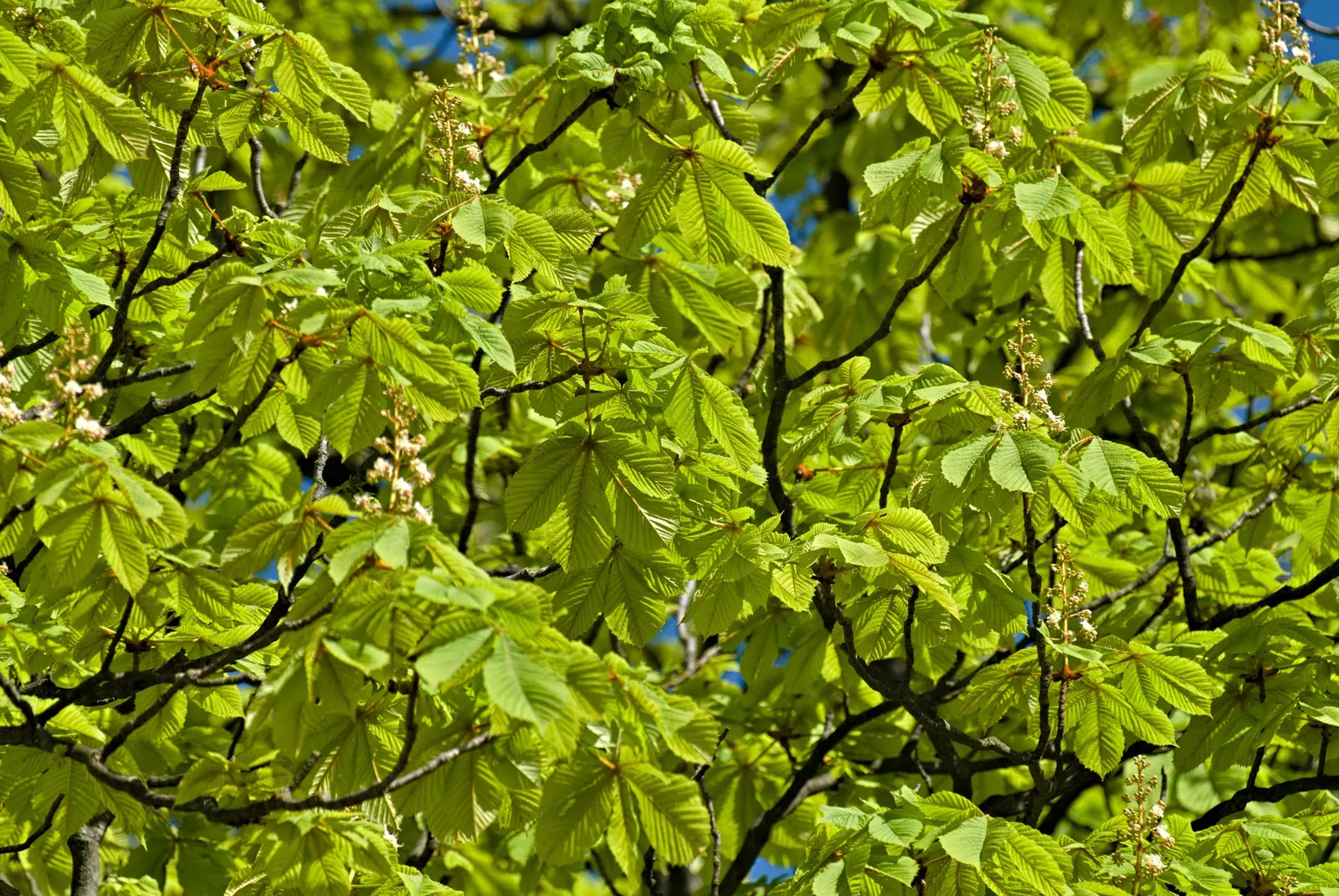 Common Horsechestnut (Aesculus Hippocastanum) — preferring full sun to partial shade; white flowers in the garden