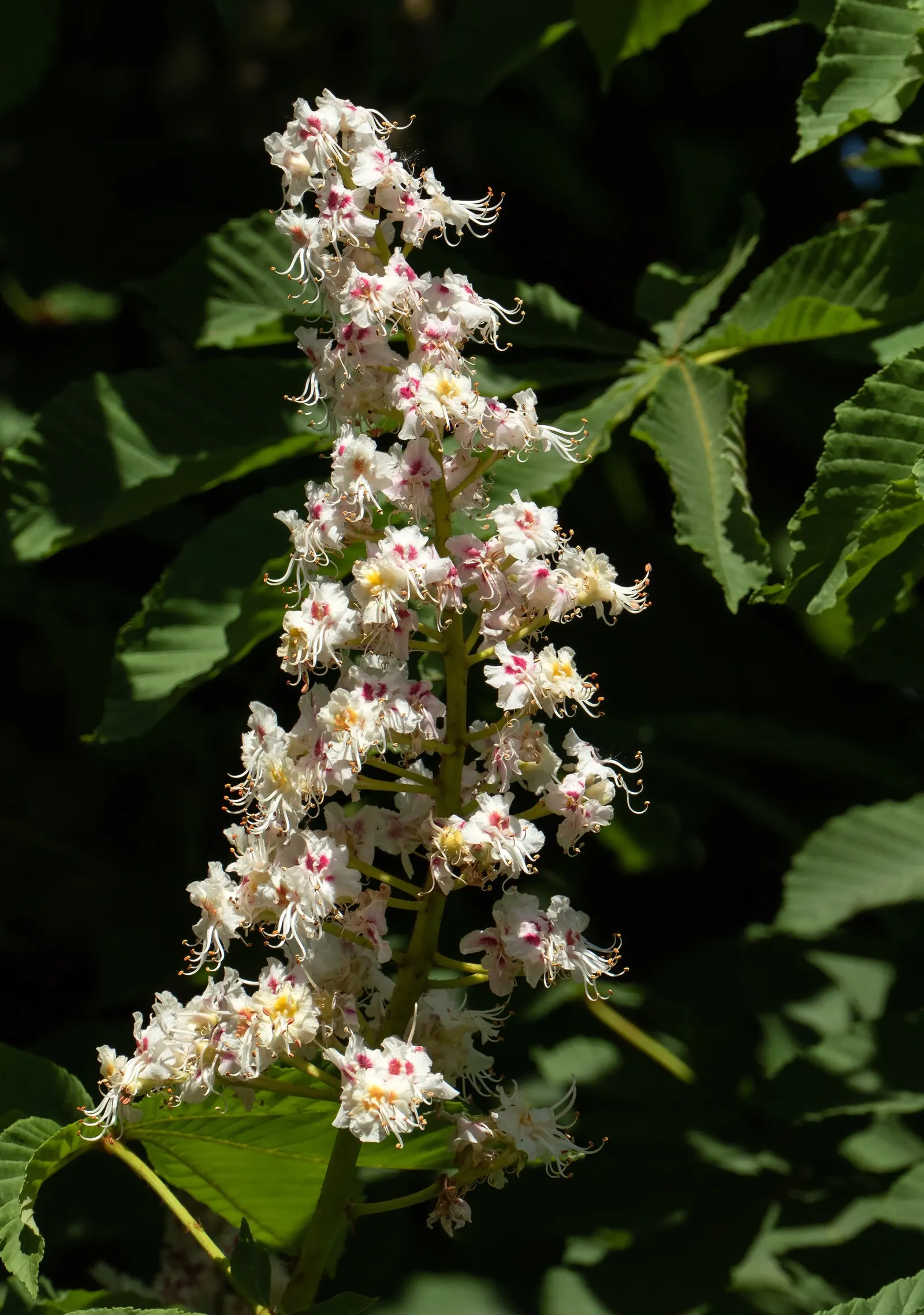 Common Horsechestnut (Aesculus Hippocastanum) — When planting, ensure sufficient space to accommodate its expansive root system