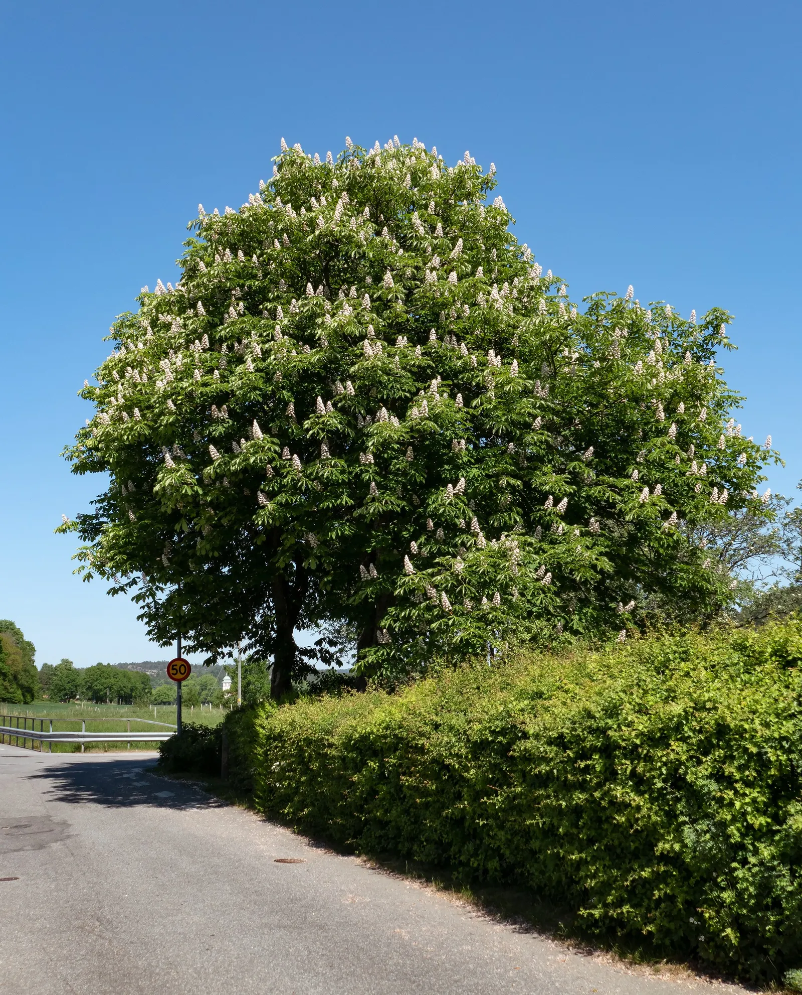 Common Horsechestnut (Aesculus Hippocastanum) — adorned with a conspicuous splash of yellow or red; originating from the Balkan Peninsula