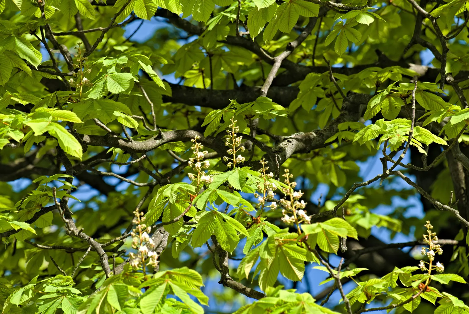 Common Horsechestnut (Aesculus Hippocastanum) — Notable for its brown, spiky capsules containing shiny, inedible seeds called conkers