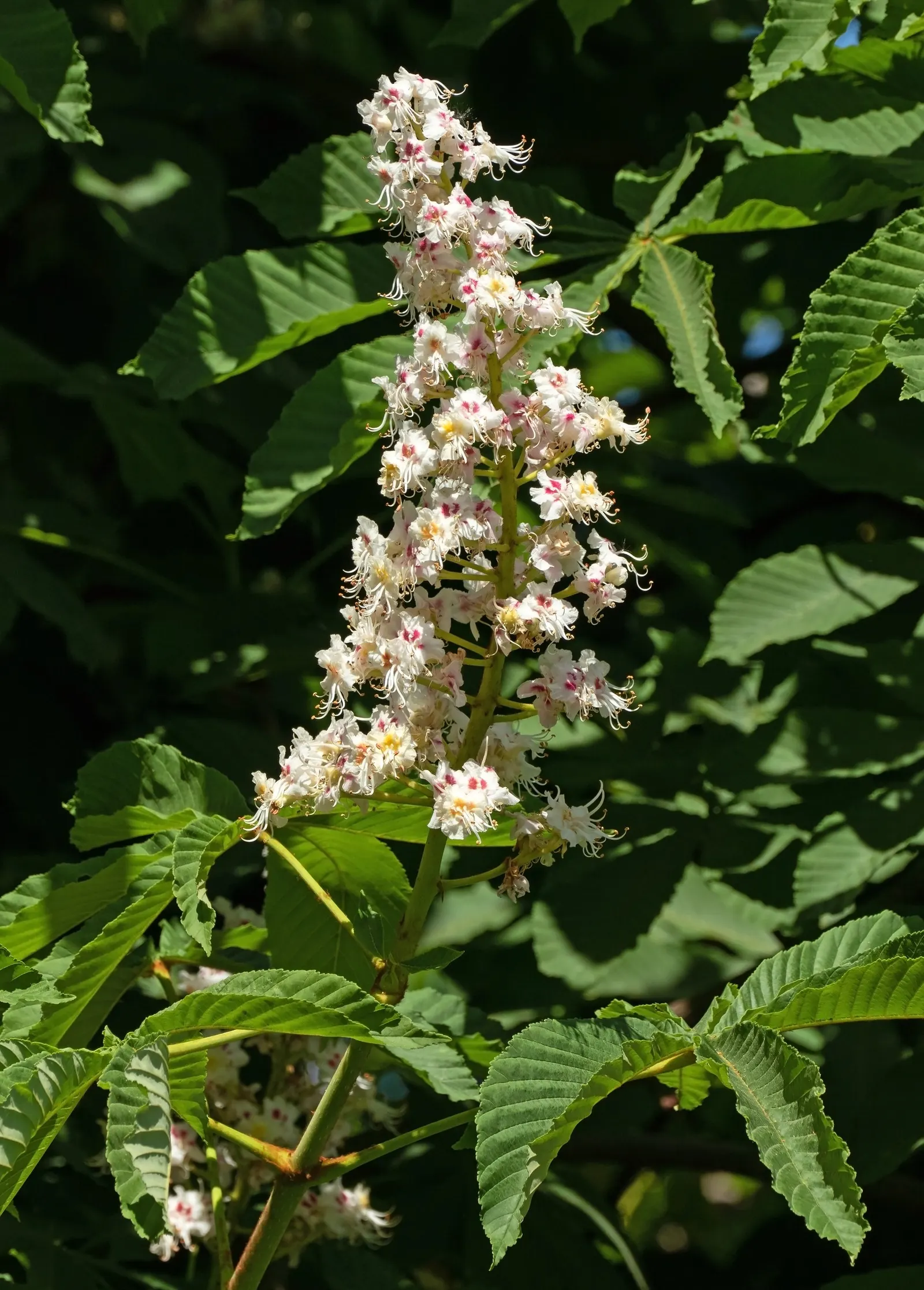 Common Horsechestnut (Aesculus Hippocastanum) — this splendid species is admired for its impressive form and ornamental features; reaching up to 50-75 feet in