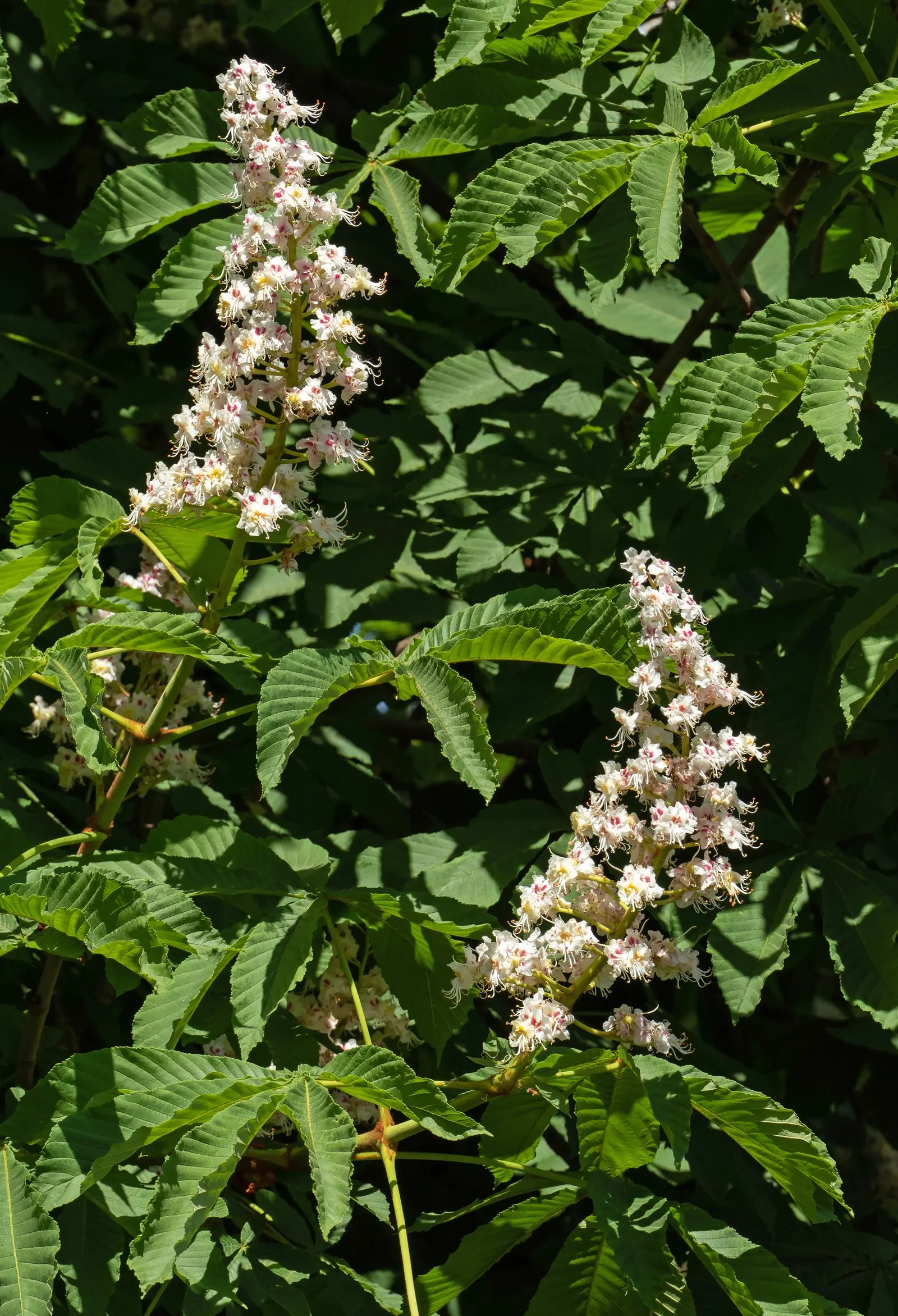 Common Horsechestnut (Aesculus Hippocastanum) — The flowers will give way to 1 to 2-inch brown