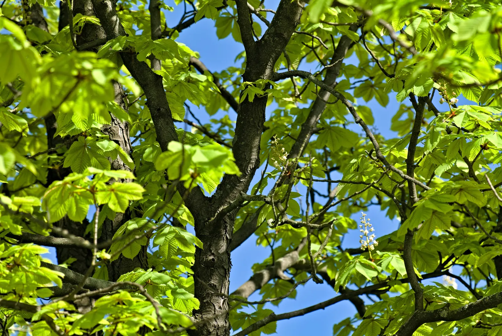 Common Horsechestnut (Aesculus Hippocastanum) — is a deciduous tree that adds stately grandeur to any landscape design; the flowers will give way, image 72