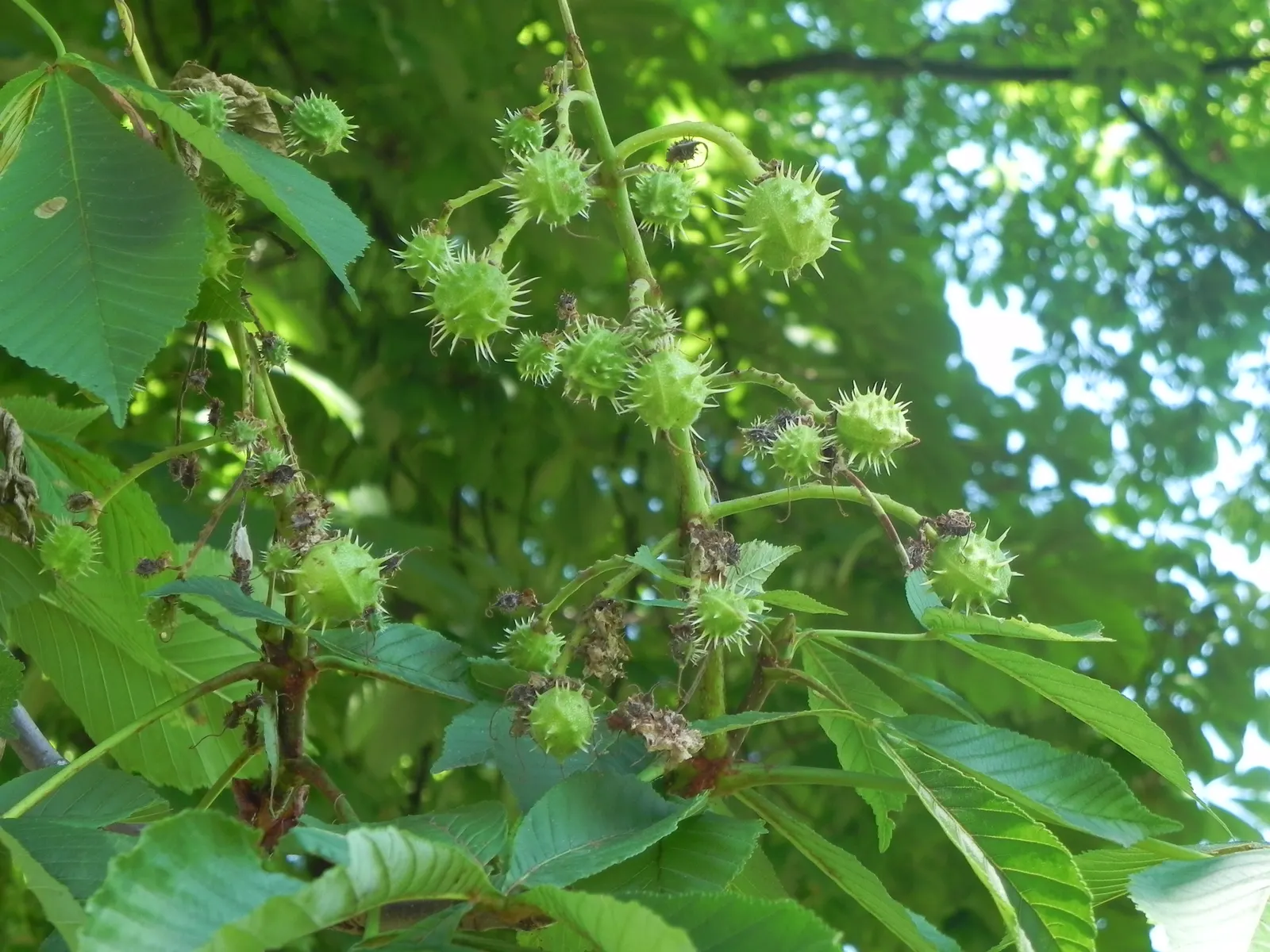 Common Horsechestnut (Aesculus Hippocastanum) — adorned with a conspicuous splash of yellow or red