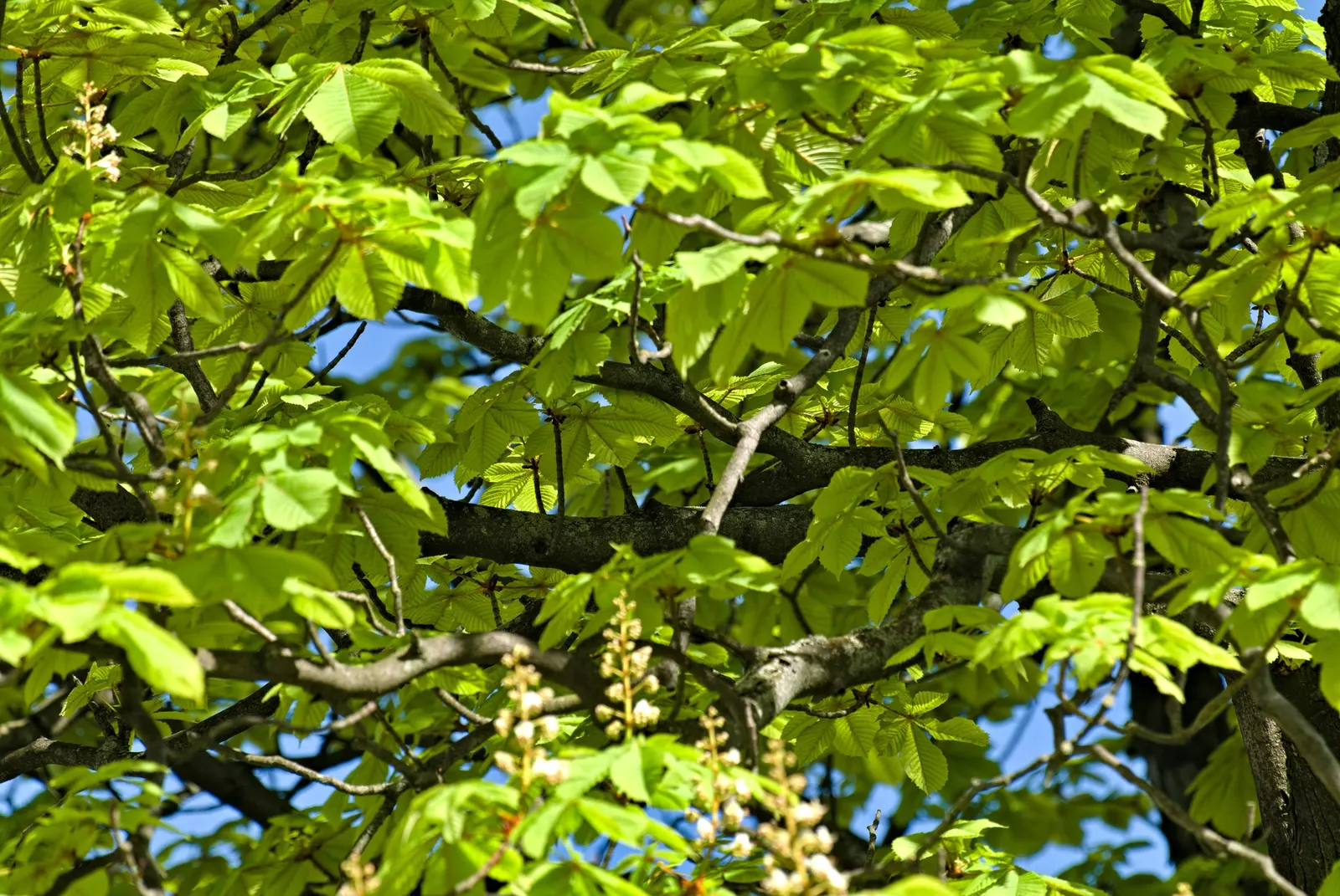 Common Horsechestnut (Aesculus Hippocastanum) — comprising 5 to 7 leaflets; tree with white blooms