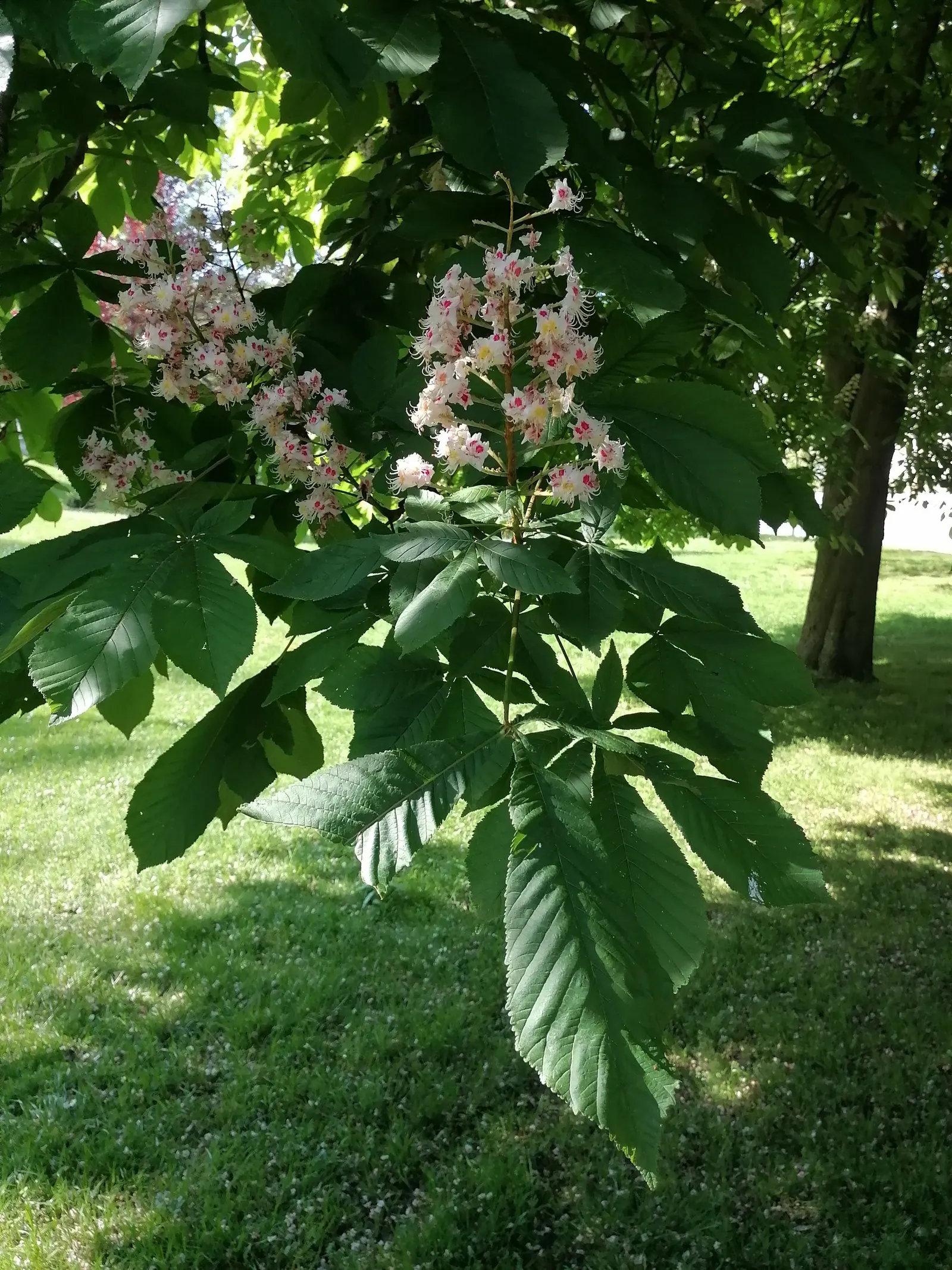 Common Horsechestnut (Aesculus Hippocastanum) — each spanning 4 to 10 inches in length