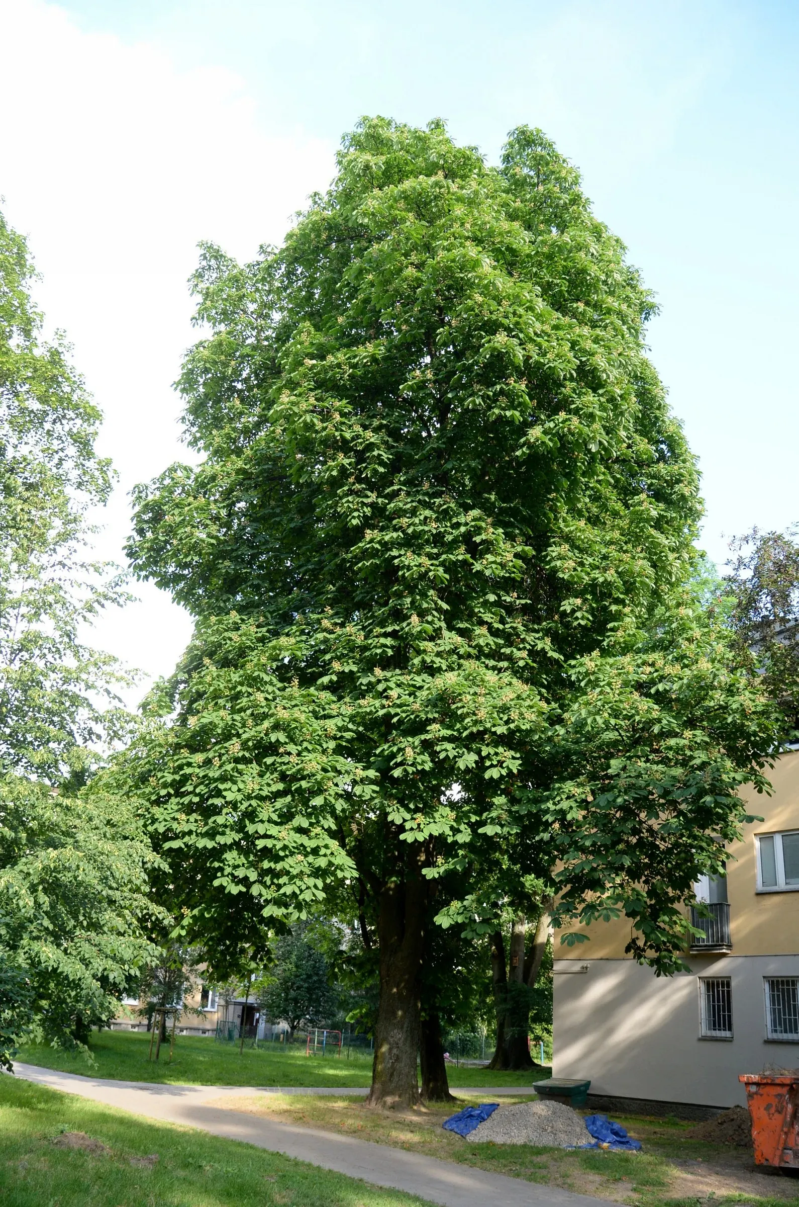 Common Horsechestnut (Aesculus Hippocastanum) — broad crown that provides generous shade.<br><br>Its leaves are palmate; it demands well-drained, image 77