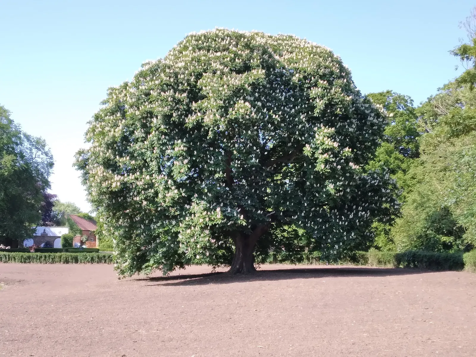 Common Horsechestnut (Aesculus Hippocastanum) — Thrives in zones 3-8 and prefers well-drained soils; tree for full, image 69