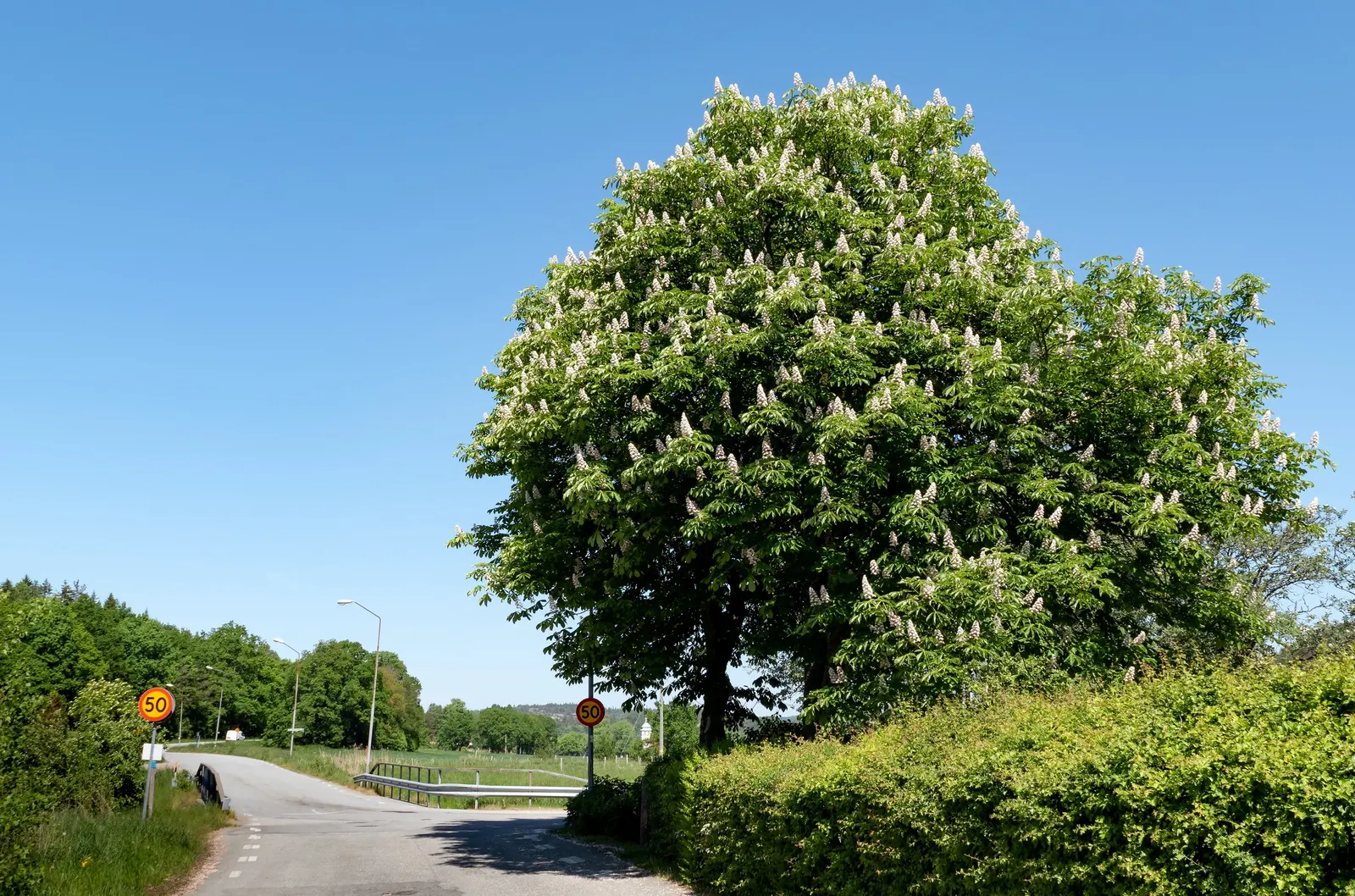 Common Horsechestnut (Aesculus Hippocastanum) — with a capability to withstand urban pollution; creating a dominant canopy with a rounded