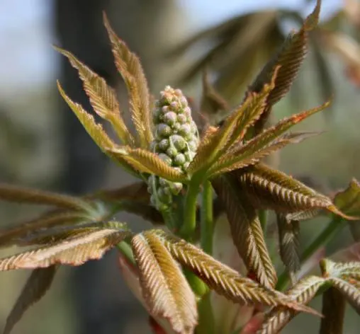 Common Horsechestnut (Aesculus Hippocastanum) — It demands well-drained soil