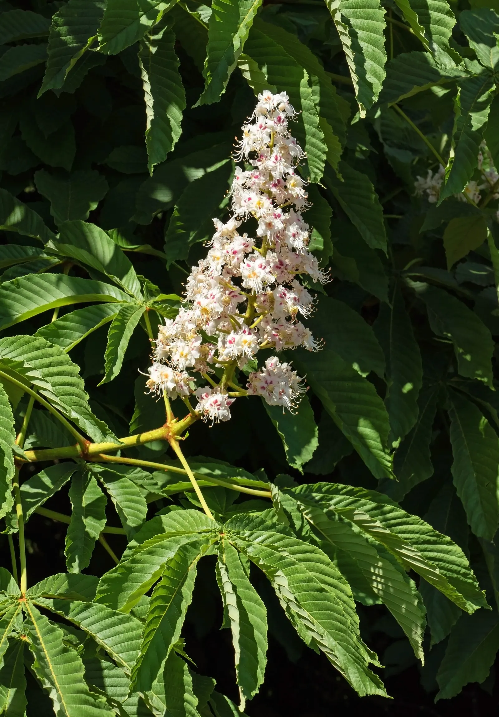 Common Horsechestnut (Aesculus Hippocastanum) — domed crown and robust structure