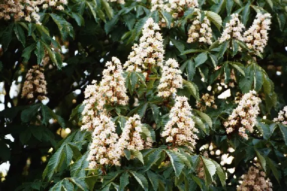 Common Horsechestnut (Aesculus Hippocastanum) — all parts of the tree are toxic if ingested; however