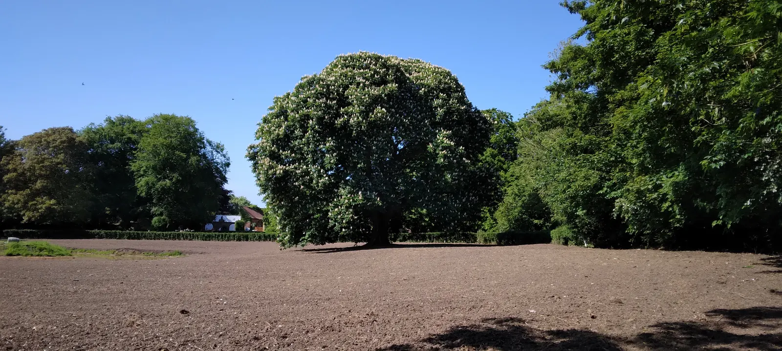 Common Horsechestnut (Aesculus Hippocastanum) — Reaching up to 50-75 feet in height with a similar spread; upright panicles of flowers, image 67