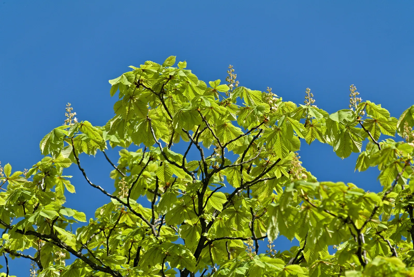 Common Horsechestnut (Aesculus Hippocastanum) — creating a dominant canopy with a rounded; spring heralds the arrival of its most striking feature, image 76