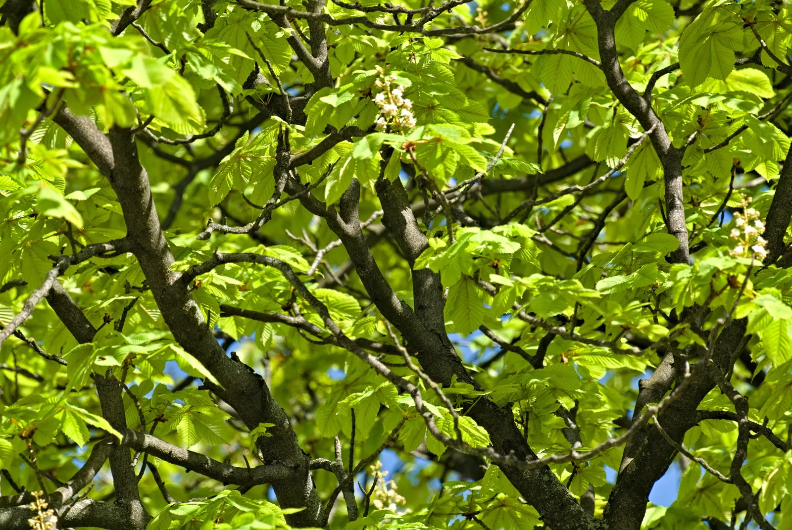 Common Horsechestnut (Aesculus Hippocastanum) — broad crown that provides generous shade.<br><br>Its leaves are palmate