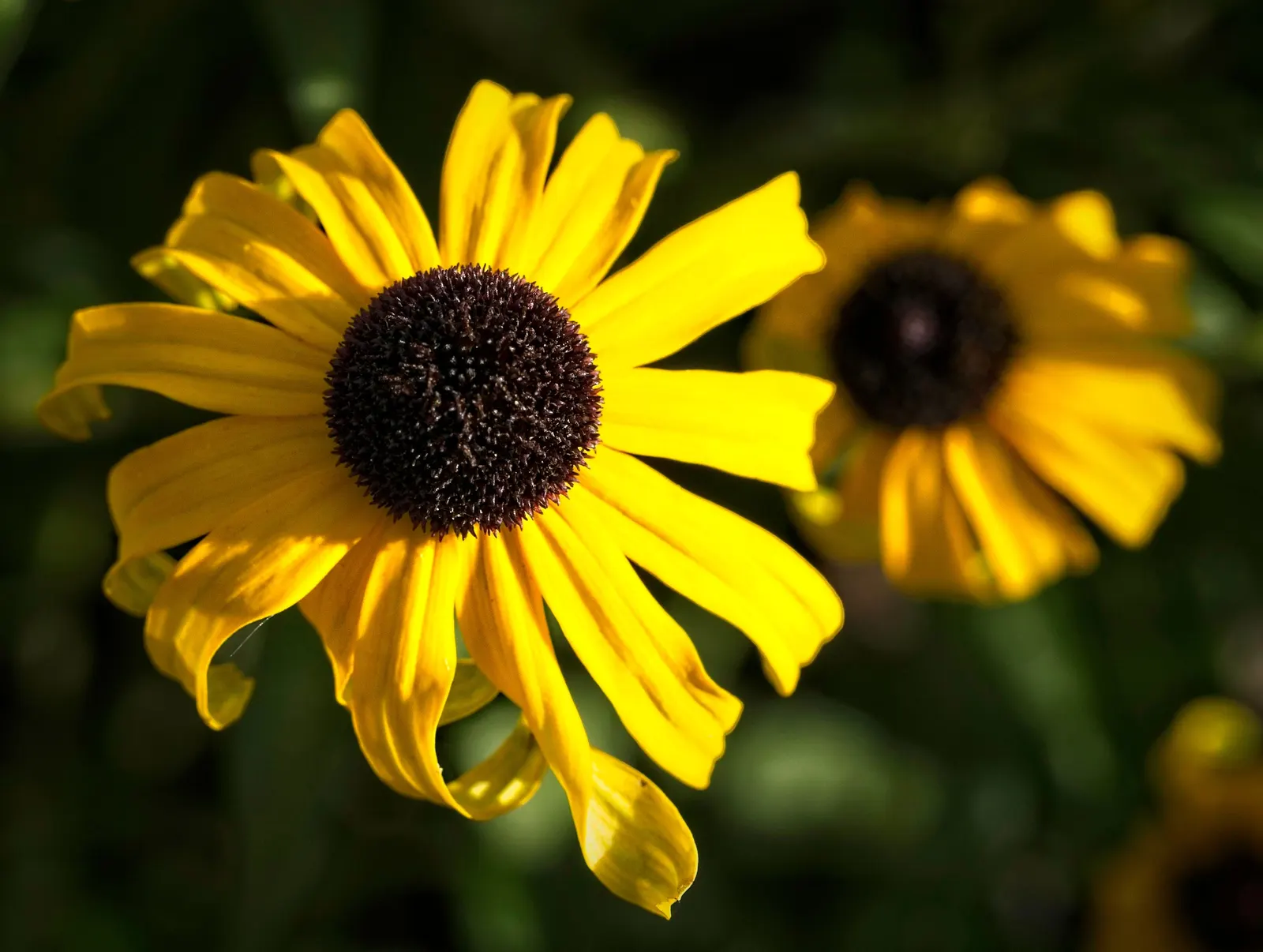 American Gold Rush Black-Eyed Susan (Rudbeckia 'American Gold Rush') — featuring yellow blossoms around a dark center‚Äîclassic hallmarks of Black-Eyed Susans