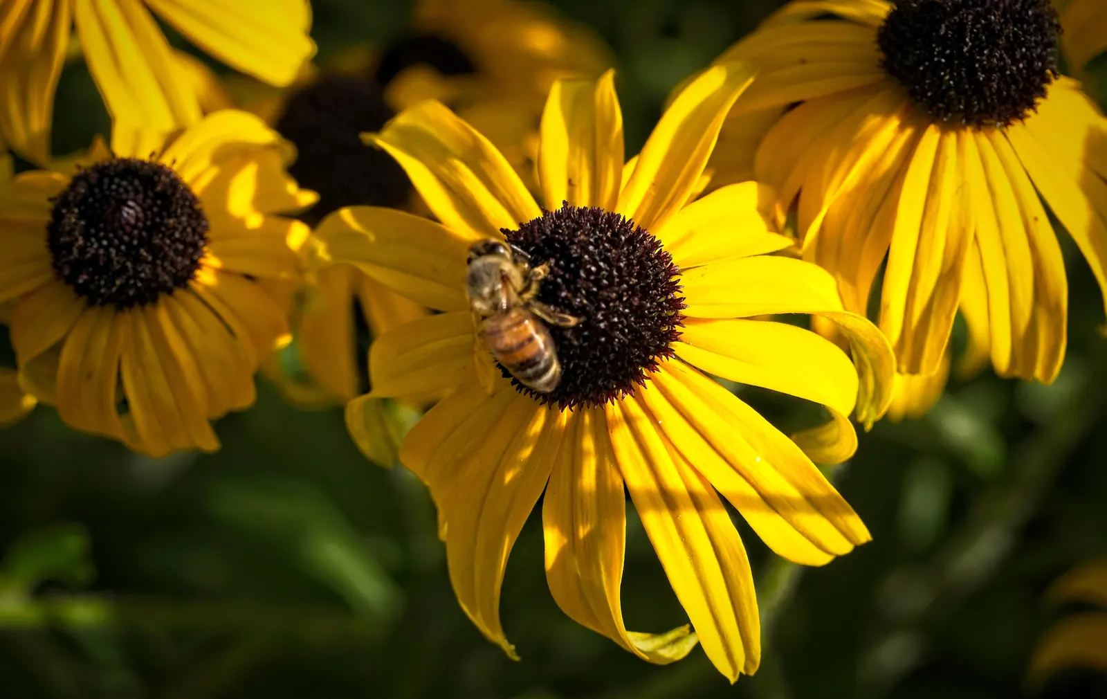 American Gold Rush Black-Eyed Susan (Rudbeckia 'American Gold Rush') — The Rudbeckia 'American Gold Rush' embodies a vibrant spectacle