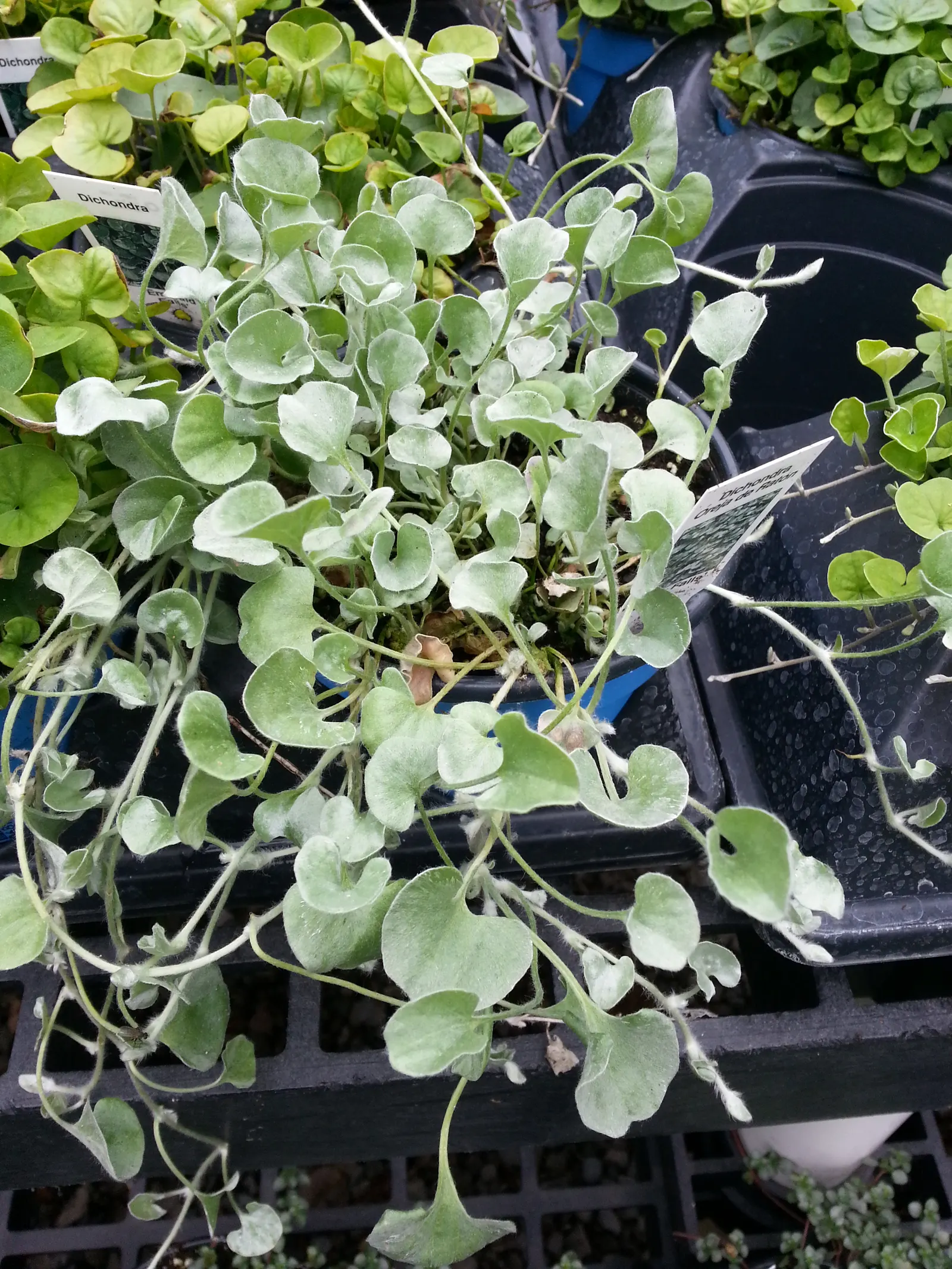 Silver Falls™ Dichondra (Dichondra argentea) — though established plants are notably heat and drought tolerant; in containers, allow the soil to, image 118