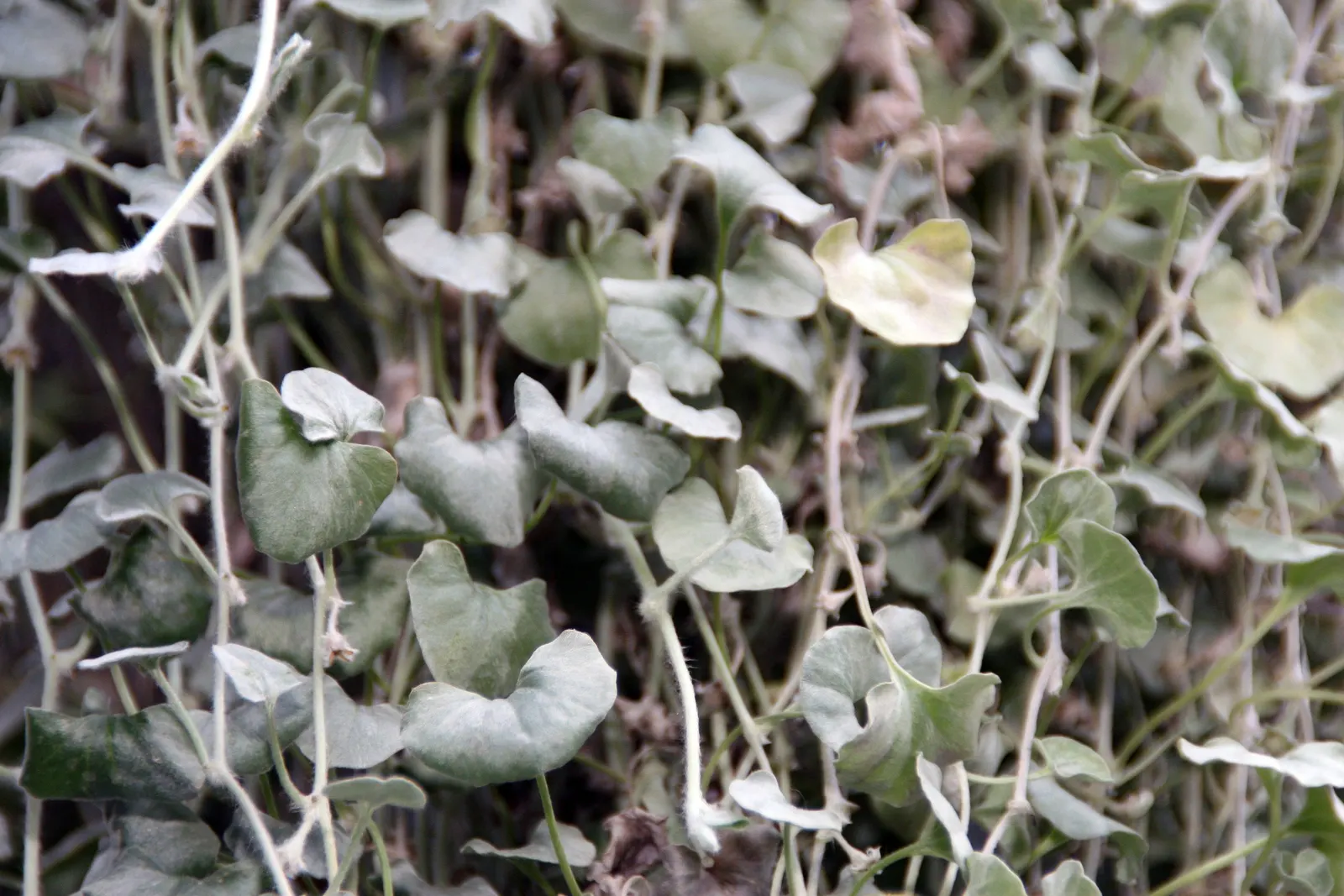 Silver Falls™ Dichondra (Dichondra argentea) — Maintenance is refreshingly simple: no deadheading is needed; commonly referred to as Silver Falls™, image 120