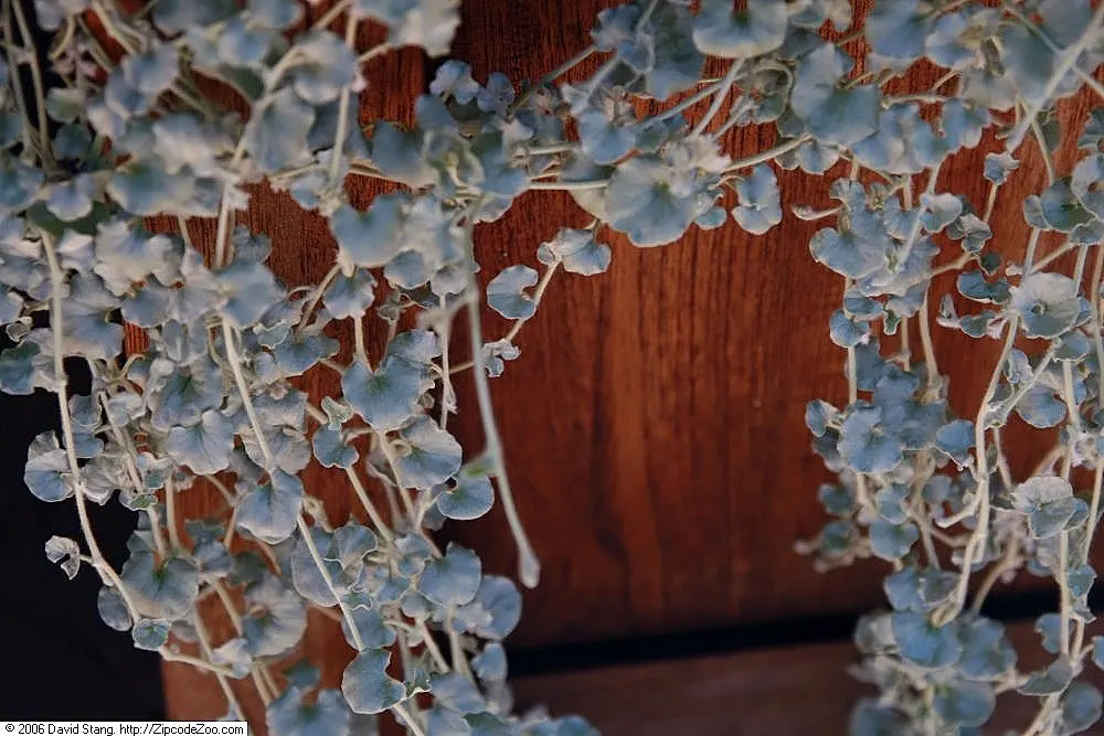 Silver Falls™ Dichondra (Dichondra argentea) — quickly developing into a dramatic; fan-shaped silver-white leaves on slender silver stems, image 124