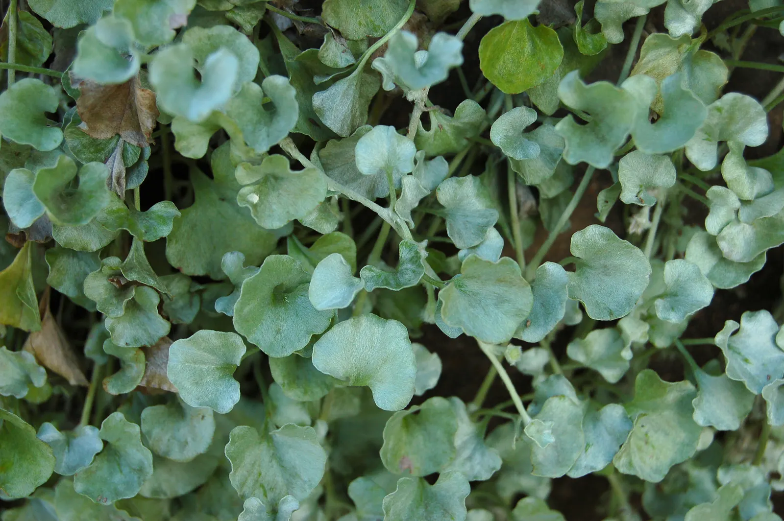 Silver Falls™ Dichondra (Dichondra argentea) — It appreciates well-drained soil and average watering; it is hardy in USDA Zones 9a to 11b, image 117