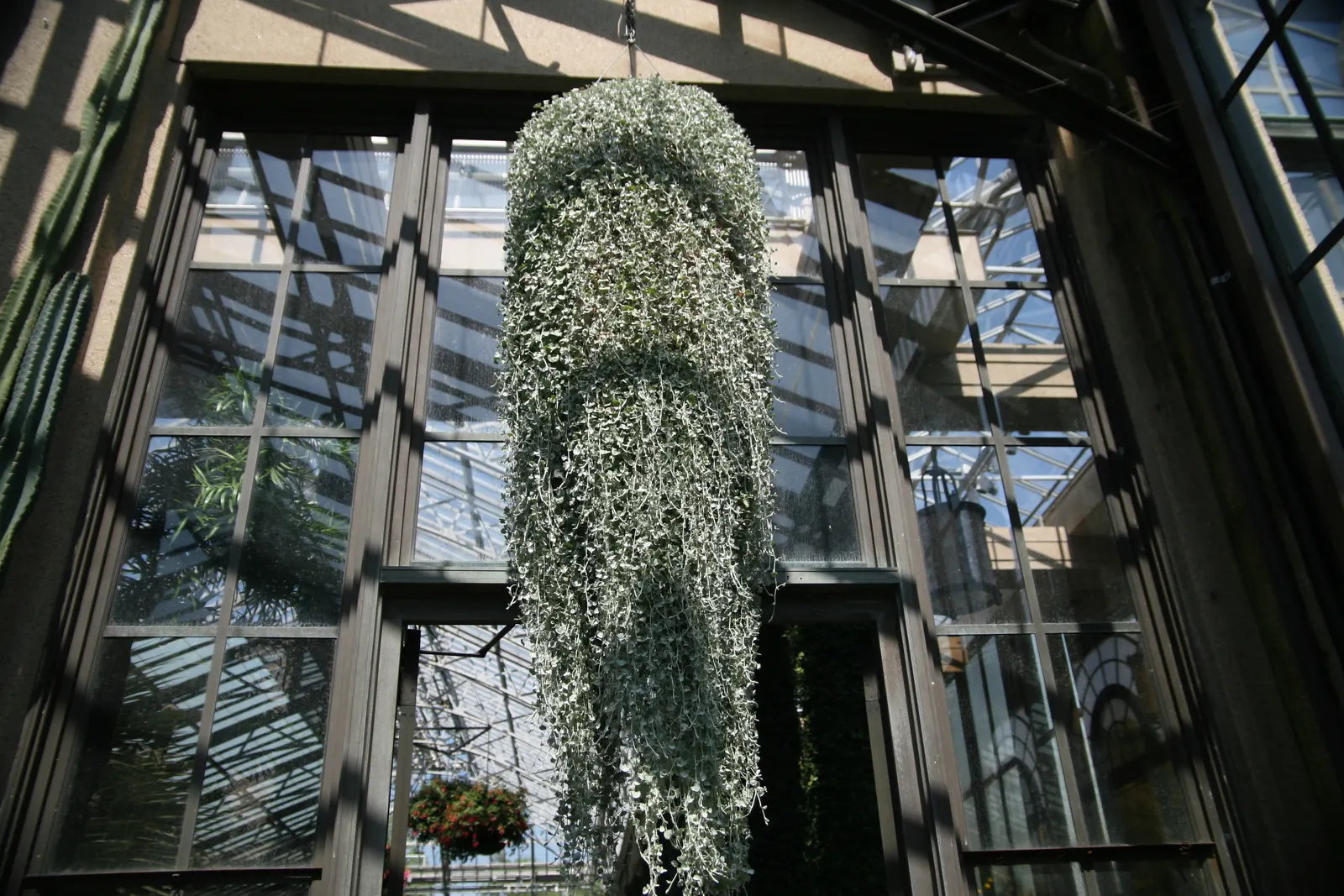 Silver Falls™ Dichondra (Dichondra argentea) — It pairs beautifully with lavender; spreading habit gives it an elegant, image 122