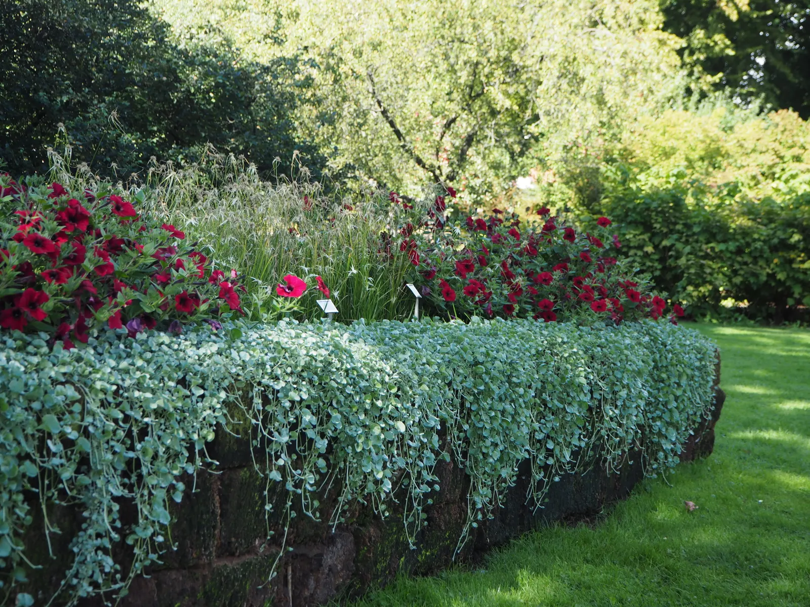 Silver Falls™ Dichondra (Dichondra argentea) — and gardeners report it performs reliably in container combinations; it pairs beautifully with, image 123