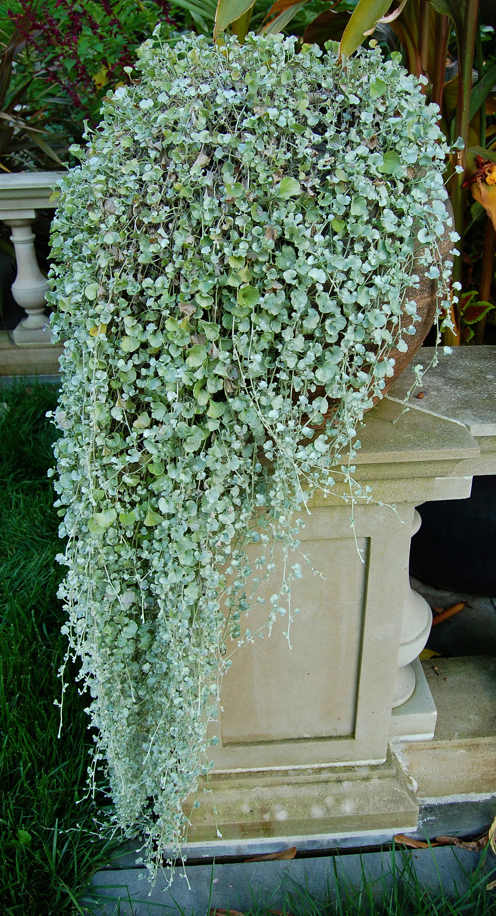 Silver Falls™ Dichondra (Dichondra argentea) — where its silvery strands can soften hard edges and create an elegant waterfall effect; and almost, image 121