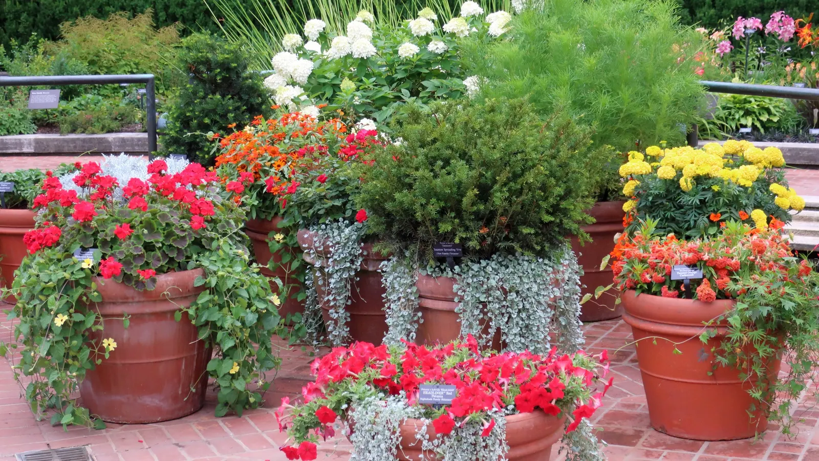 Silver Falls™ Dichondra (Dichondra argentea) — where its silver coloring is brightest and most distinct; silver Falls™ brings a cool, image 116