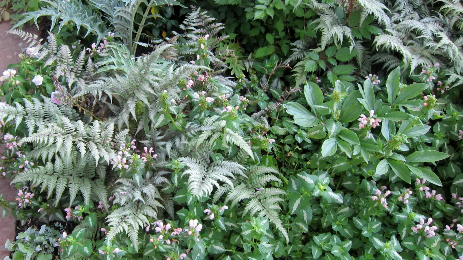 Silver Falls™ Dichondra (Dichondra argentea) — shimmering curtain of foliage; part of the Proven Winners® collection, image 125