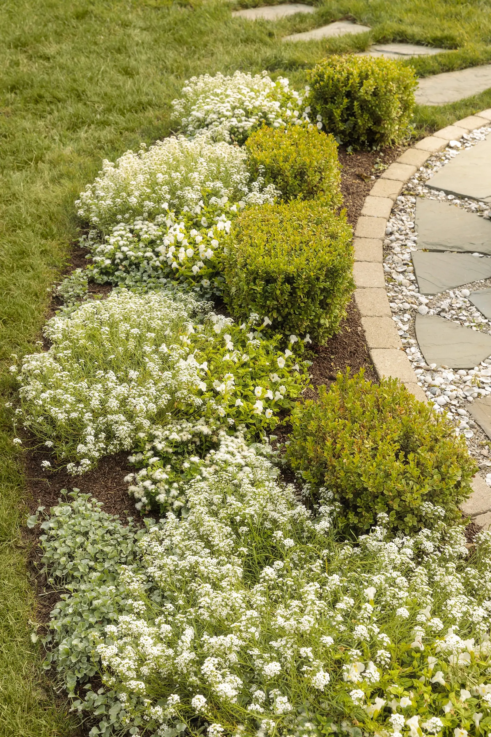 Silver Falls™ Dichondra (Dichondra argentea) — Maintenance is refreshingly simple: no deadheading is needed