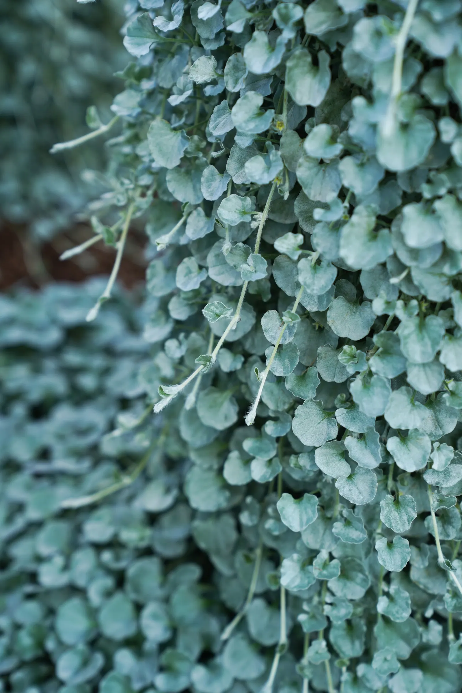 Silver Falls™ Dichondra (Dichondra argentea) — adding both tactile charm and quiet drama.<br><br>Compact at the crown but generous in its reach