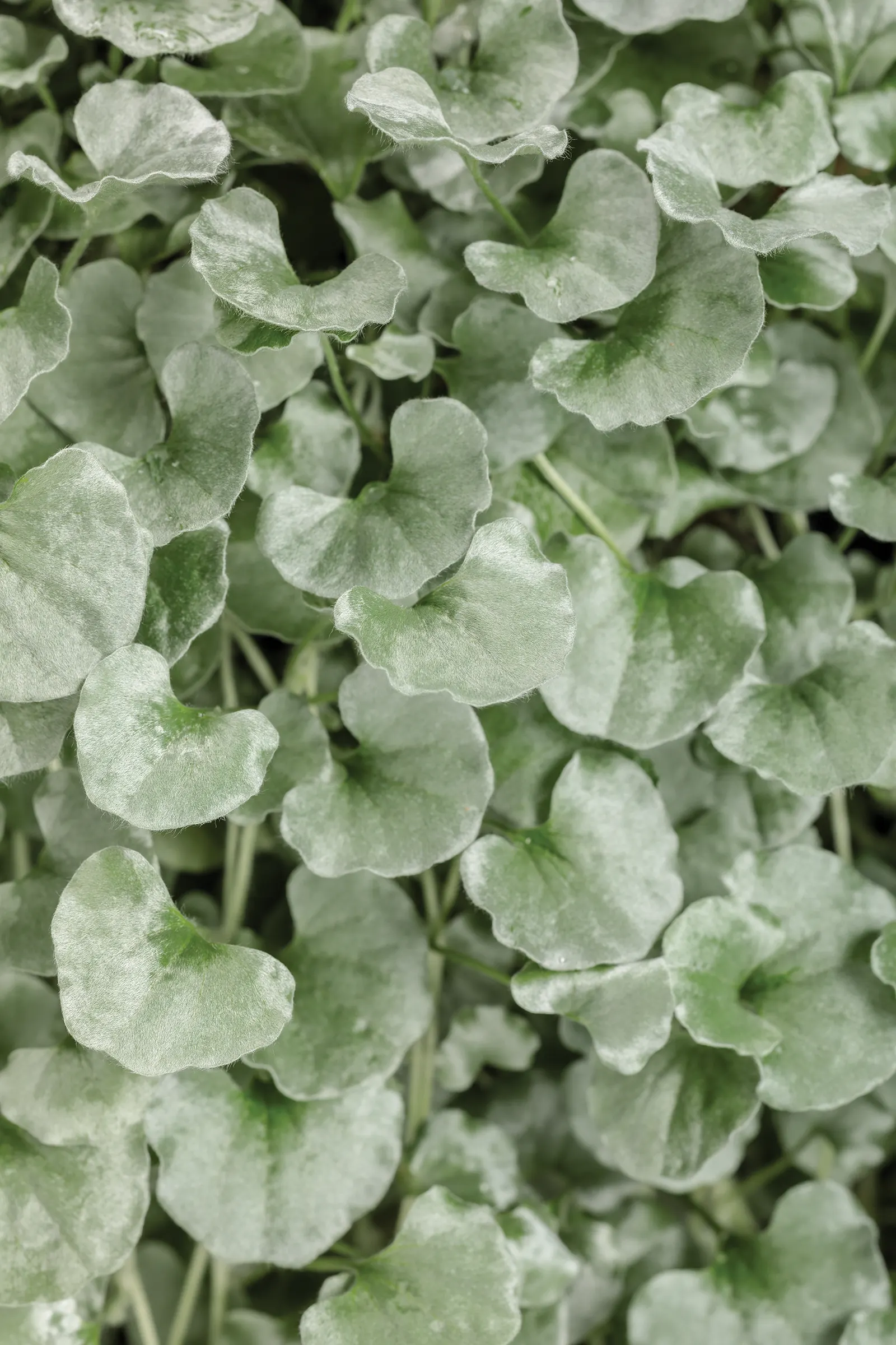 Silver Falls™ Dichondra (Dichondra argentea) — but is most often used as a warm-season annual in cooler regions; and gardeners report it performs, image 114