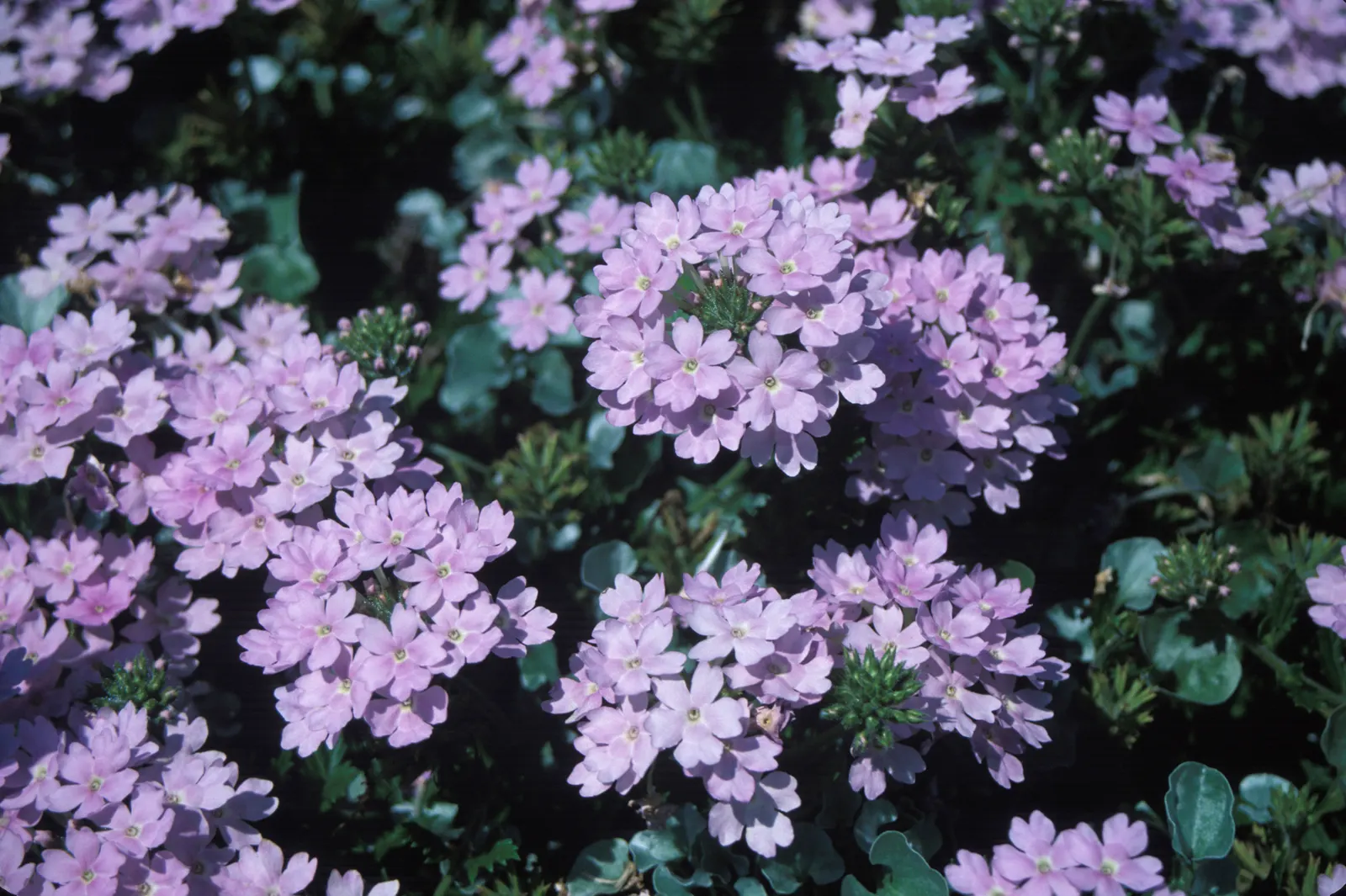 Silver Falls™ Dichondra (Dichondra argentea) — In containers, allow the soil to dry slightly between waterings to keep the roots healthy; white, image 119