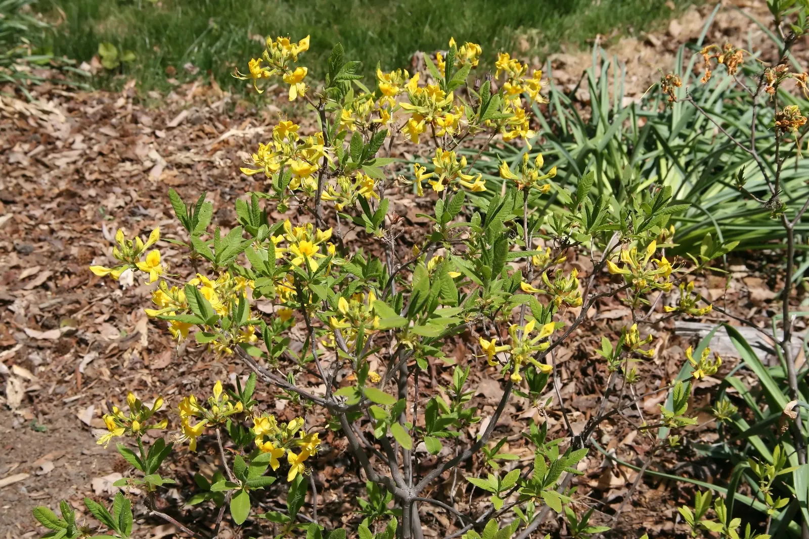 Pontic Azalea (Rhododendron Luteum) — Originating from the Black Sea region, it adds a unique and aromatic charm to any landscape design; the leaves turn to