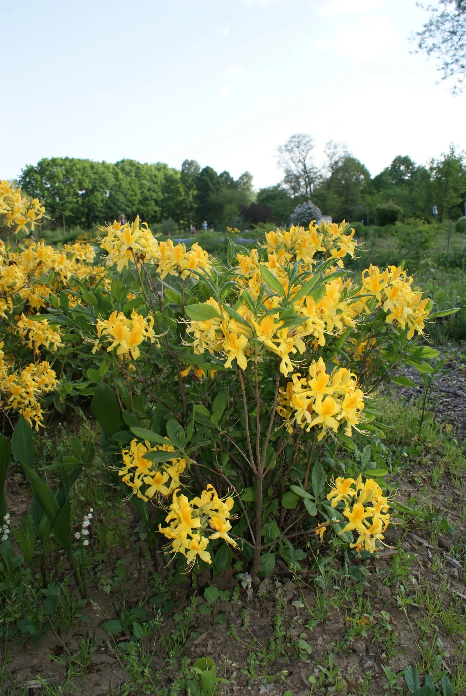 Pontic Azalea (Rhododendron Luteum) — Attracts pollinators, but note: leaves and nectar are toxic; the leaves turn to attractive shades of yellow and orange