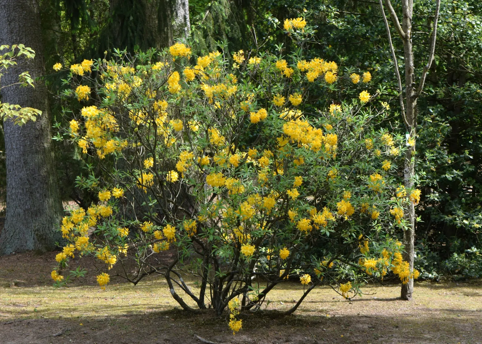 Pontic Azalea (Rhododendron Luteum) — the Pontic Azalea requires well-drained; flourishing addition to the garden